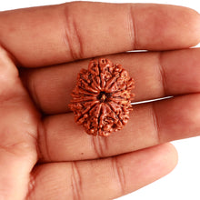 Load image into Gallery viewer, 12 Mukhi Nepalese Rudraksha - Bead No 292