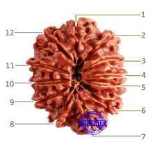 Load image into Gallery viewer, 12 Mukhi Nepalese Rudraksha - Bead No 293