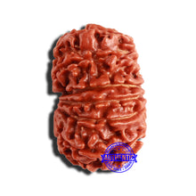 Load image into Gallery viewer, 12 Mukhi Nepalese Rudraksha - Bead No 293