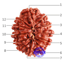 Load image into Gallery viewer, 12 Mukhi Nepalese Rudraksha - Bead No 294