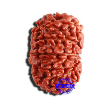 Load image into Gallery viewer, 12 Mukhi Nepalese Rudraksha - Bead No 294