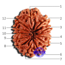 Load image into Gallery viewer, 12 Mukhi Nepalese Rudraksha - Bead No 295