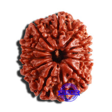Load image into Gallery viewer, 12 Mukhi Nepalese Rudraksha - Bead No 296