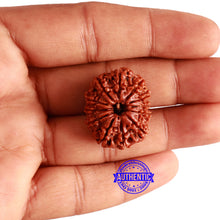 Load image into Gallery viewer, 12 Mukhi Nepalese Rudraksha - Bead No 296