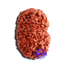 Load image into Gallery viewer, 12 Mukhi Nepalese Rudraksha - Bead No 296