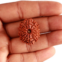 Load image into Gallery viewer, 12 Mukhi Nepalese Rudraksha - Bead No 297