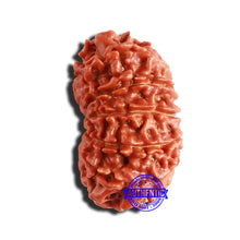 Load image into Gallery viewer, 12 Mukhi Nepalese Rudraksha - Bead No 297