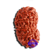 Load image into Gallery viewer, 12 Mukhi Nepalese Rudraksha - Bead No 297