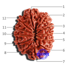 Load image into Gallery viewer, 12 Mukhi Nepalese Rudraksha - Bead No 298
