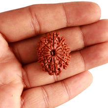 Load image into Gallery viewer, 12 Mukhi Nepalese Rudraksha - Bead No 298
