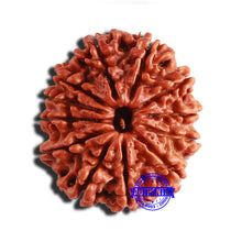 Load image into Gallery viewer, 12 Mukhi Nepalese Rudraksha - Bead No 299