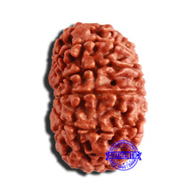 Load image into Gallery viewer, 12 Mukhi Nepalese Rudraksha - Bead No 299