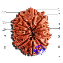 Load image into Gallery viewer, 12 Mukhi Nepalese Rudraksha - Bead No 300