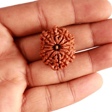 Load image into Gallery viewer, 12 Mukhi Nepalese Rudraksha - Bead No 300