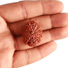 Load image into Gallery viewer, 12 Mukhi Nepalese Rudraksha - Bead No 301