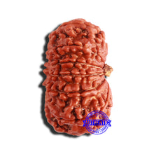 Load image into Gallery viewer, 12 Mukhi Nepalese Rudraksha - Bead No 301