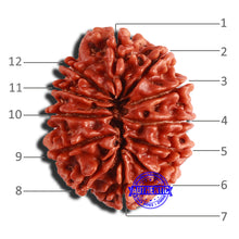 Load image into Gallery viewer, 12 Mukhi Nepalese Rudraksha - Bead No 302