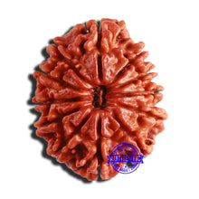 Load image into Gallery viewer, 12 Mukhi Nepalese Rudraksha - Bead No 302