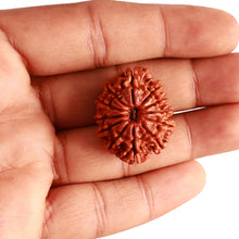 Load image into Gallery viewer, 12 Mukhi Nepalese Rudraksha - Bead No 302