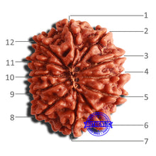 Load image into Gallery viewer, 12 Mukhi Nepalese Rudraksha - Bead No 303