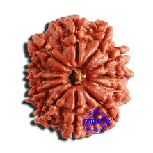 Load image into Gallery viewer, 12 Mukhi Nepalese Rudraksha - Bead No 303