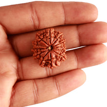 Load image into Gallery viewer, 12 Mukhi Nepalese Rudraksha - Bead No 303