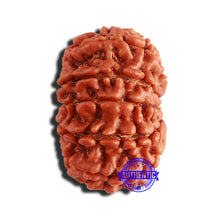 Load image into Gallery viewer, 12 Mukhi Nepalese Rudraksha - Bead No 303