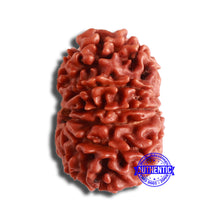 Load image into Gallery viewer, 12 Mukhi Nepalese Rudraksha - Bead No 326