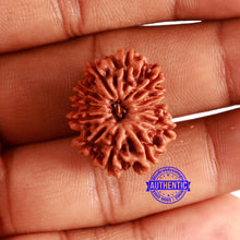 Load image into Gallery viewer, 12 Mukhi Nepalese Rudraksha - Bead No 327