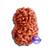 Load image into Gallery viewer, 12 Mukhi Nepalese Rudraksha - Bead No 327