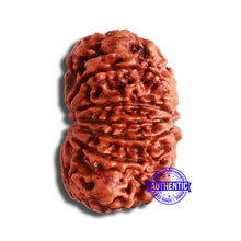 Load image into Gallery viewer, 12 Mukhi Nepalese Rudraksha - Bead No 328