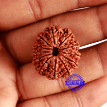 Load image into Gallery viewer, 12 Mukhi Nepalese Rudraksha - Bead No 329
