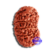 Load image into Gallery viewer, 12 Mukhi Nepalese Rudraksha - Bead No 329