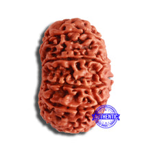 Load image into Gallery viewer, 12 Mukhi Nepalese Rudraksha - Bead No 329