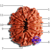 Load image into Gallery viewer, 12 Mukhi Nepalese Rudraksha - Bead No 330