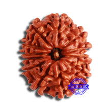 Load image into Gallery viewer, 12 Mukhi Nepalese Rudraksha - Bead No 330