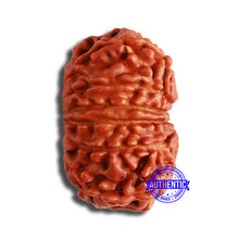 Load image into Gallery viewer, 12 Mukhi Nepalese Rudraksha - Bead No 330