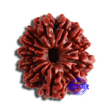 Load image into Gallery viewer, 12 Mukhi Nepalese Rudraksha - Bead No 331