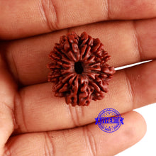 Load image into Gallery viewer, 12 Mukhi Nepalese Rudraksha - Bead No 331