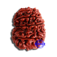 Load image into Gallery viewer, 12 Mukhi Nepalese Rudraksha - Bead No 331