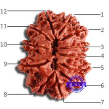 Load image into Gallery viewer, 12 Mukhi Nepalese Rudraksha - Bead No. 332