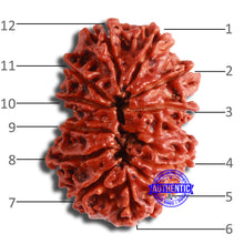 Load image into Gallery viewer, 12 Mukhi Nepalese Rudraksha - Bead No 333