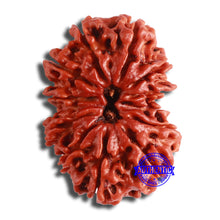 Load image into Gallery viewer, 12 Mukhi Nepalese Rudraksha - Bead No 333
