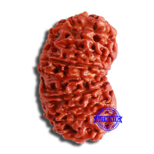 Load image into Gallery viewer, 12 Mukhi Nepalese Rudraksha - Bead No 333