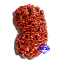 Load image into Gallery viewer, 12 Mukhi Nepalese Rudraksha - Bead No 333