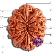 Load image into Gallery viewer, 12 Mukhi Nepalese Rudraksha - Bead No 334
