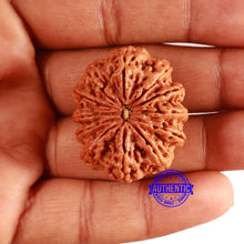 Load image into Gallery viewer, 12 Mukhi Nepalese Rudraksha - Bead No 334
