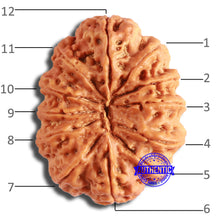Load image into Gallery viewer, 12 Mukhi Nepalese Rudraksha - Bead No 335