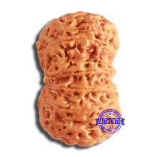 Load image into Gallery viewer, 12 Mukhi Nepalese Rudraksha - Bead No 335