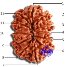 Load image into Gallery viewer, 12 Mukhi Nepalese Rudraksha - Bead No 336